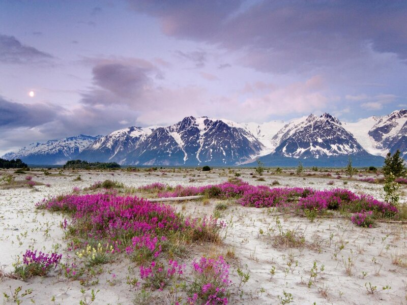 Purple Flowers in Tundra — Serene