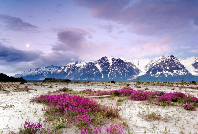 Purple Flowers in Tundra
