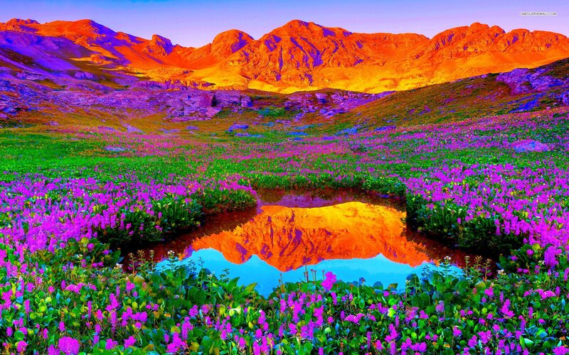 Purple Flowers in Valley — Dramatic, Sunset