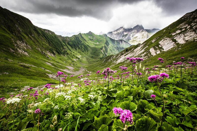 Purple Flowers in Valley — Green, Dramatic