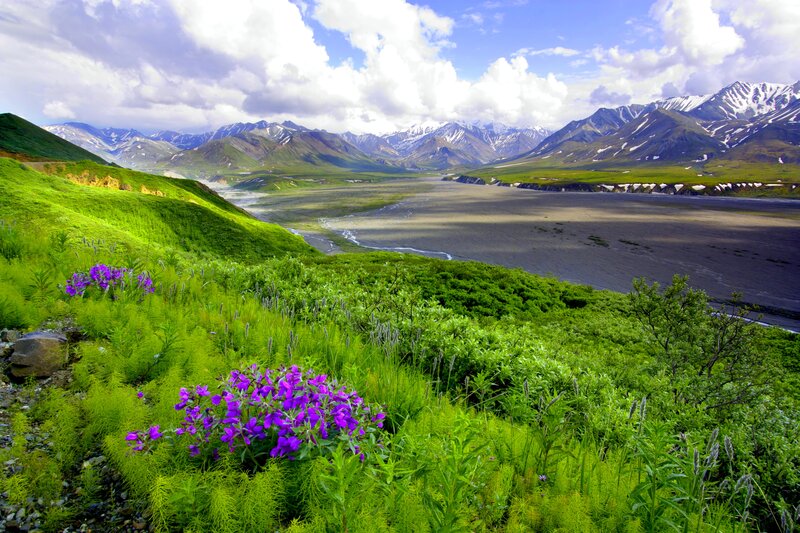 Purple Flowers in Valley — Green, Serene, Summer