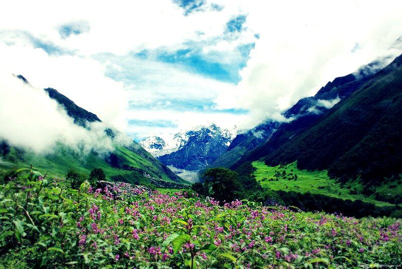 Purple Flowers in Valley — Green, Serene