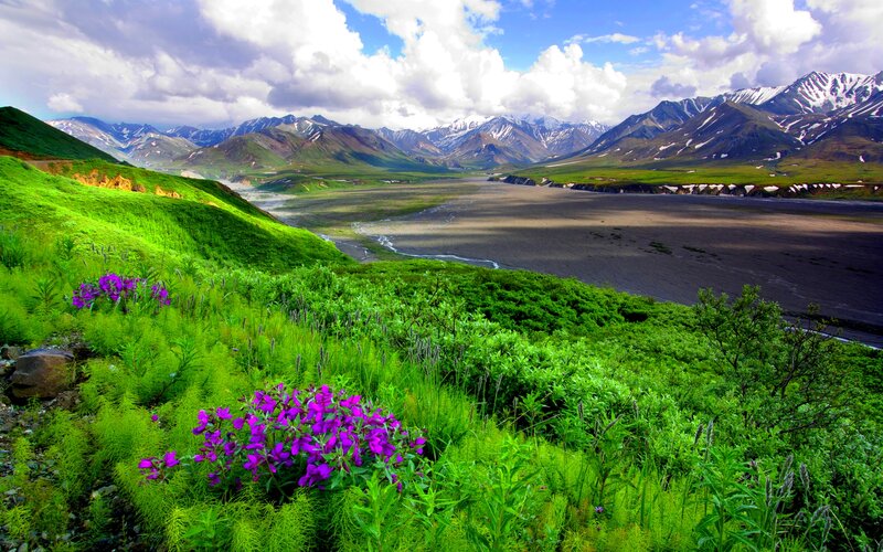 Purple Flowers in Valley — Green