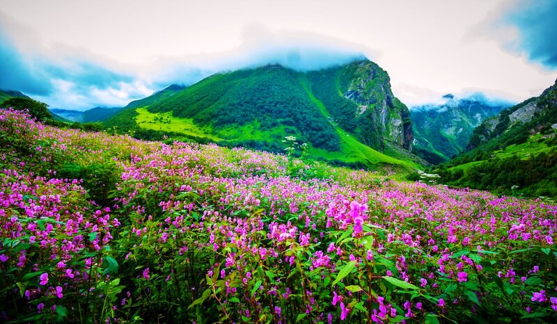 Purple Flowers in Valley — Pink