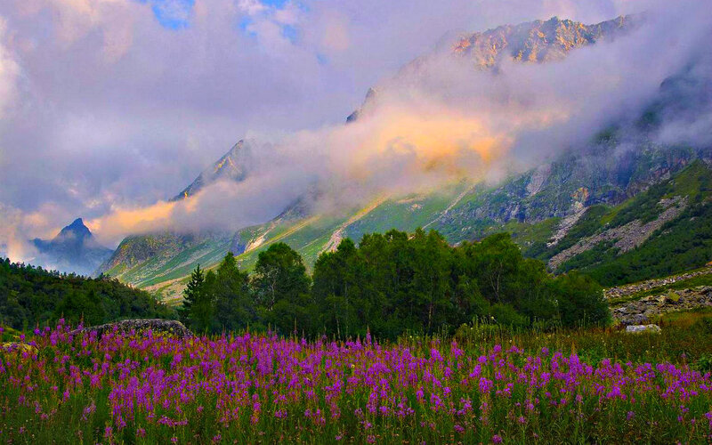 Purple Flowers in Valley — Serene, Morning