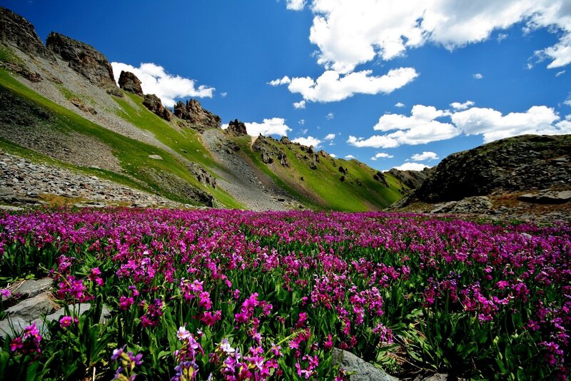 Purple Flowers in Valley — Serene, Summer