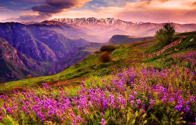 Purple Flowers in Valley — Serene, Sunset
