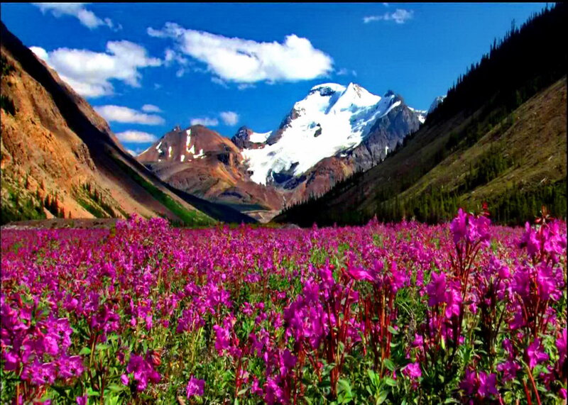 Purple Flowers in Valley — Serene