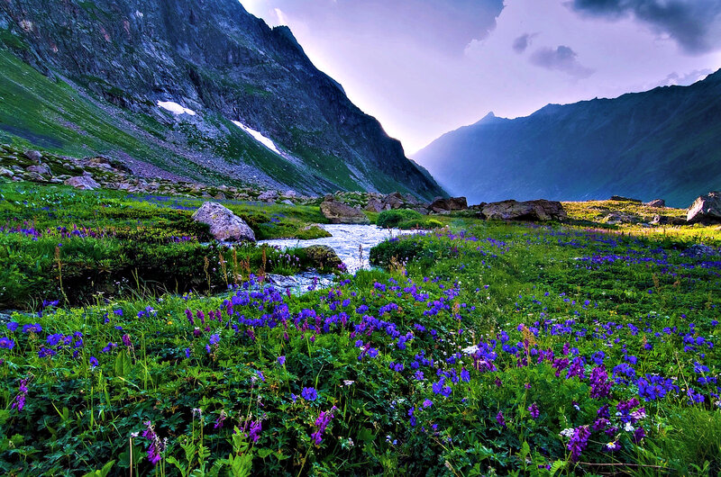 Purple Flowers in Valley