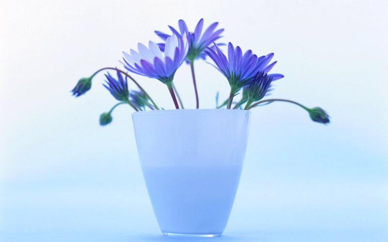 Purple Flowers in Vase — Blue, Serene, Photograph, Buds