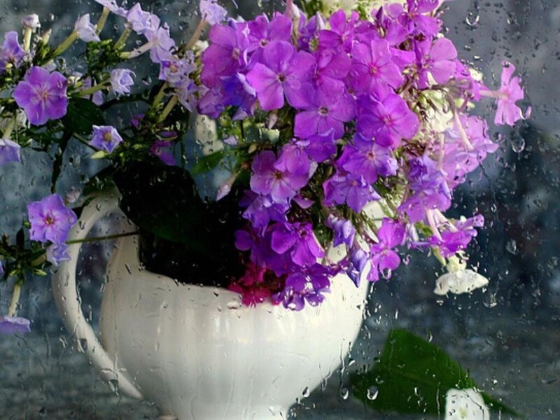 Purple Flowers in Vase — Calm, Spring