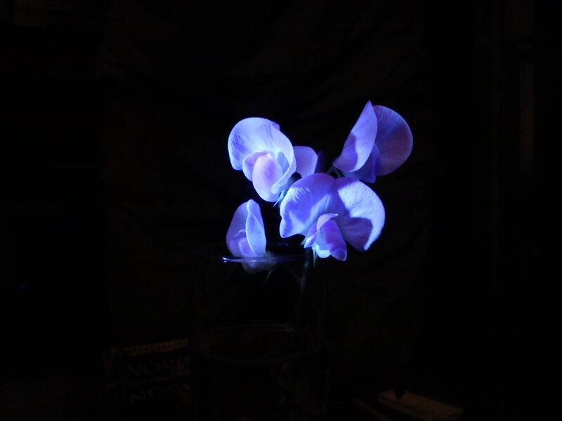 Purple Flowers in Vase — Dramatic, Night, Photograph, Dark Background