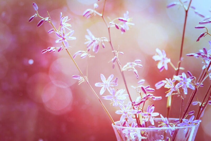 Purple Flowers in Vase — Pink