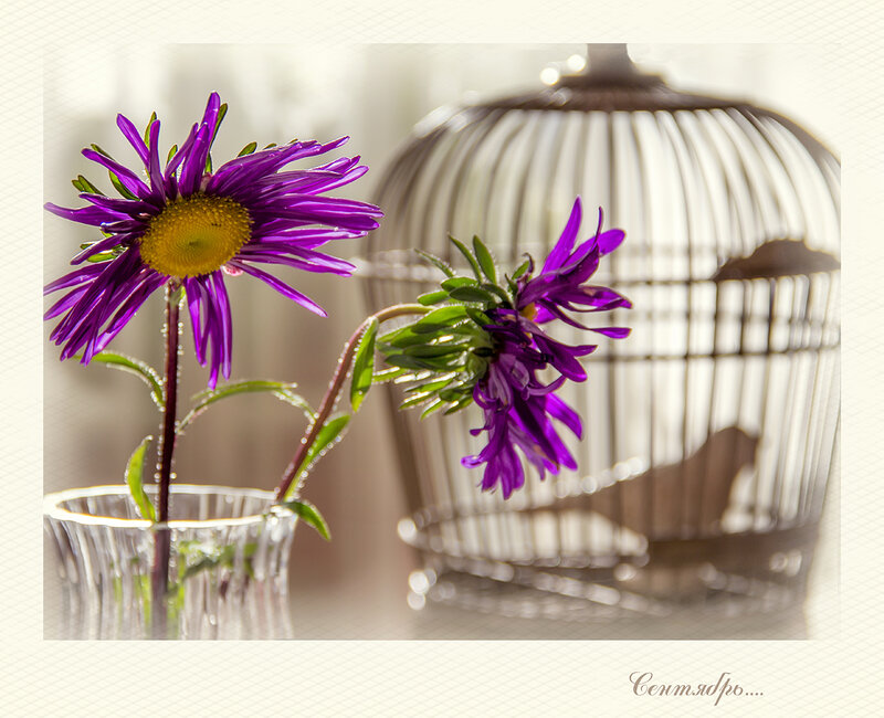 Purple Flowers in Vase — Serene, Morning, Photograph, Birdcage
