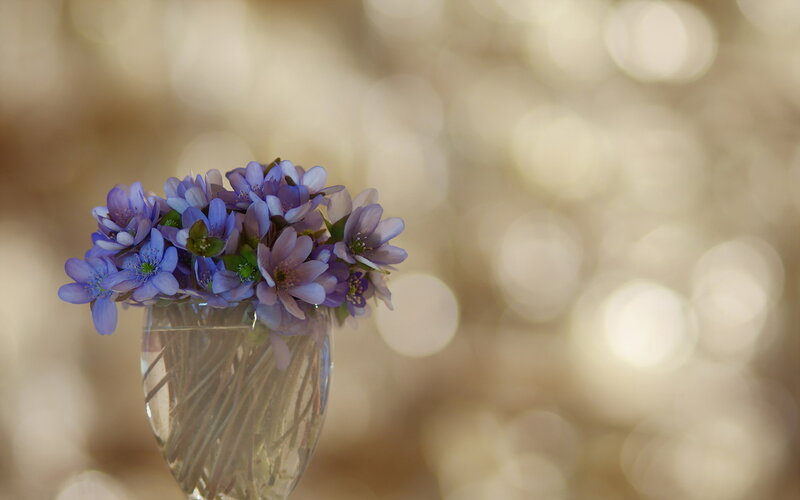 Purple Flowers in Vase — Serene, Photograph, Bokeh