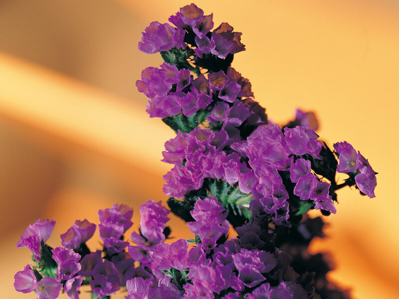 Purple flowers in warm light