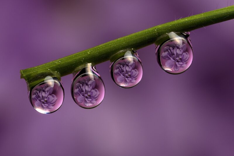 Purple Flowers in Water Droplets — Serene, Photograph