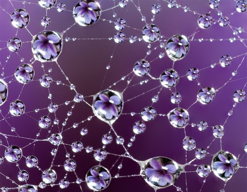 Purple Flowers in Water Droplets — Serene