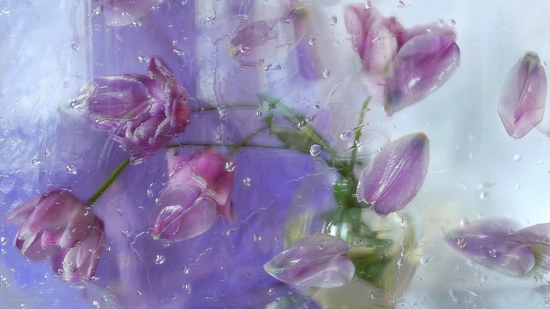 Purple flowers in water droplets