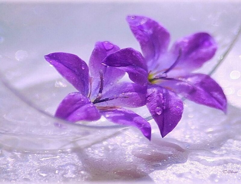 Purple Flowers in Water — Serene