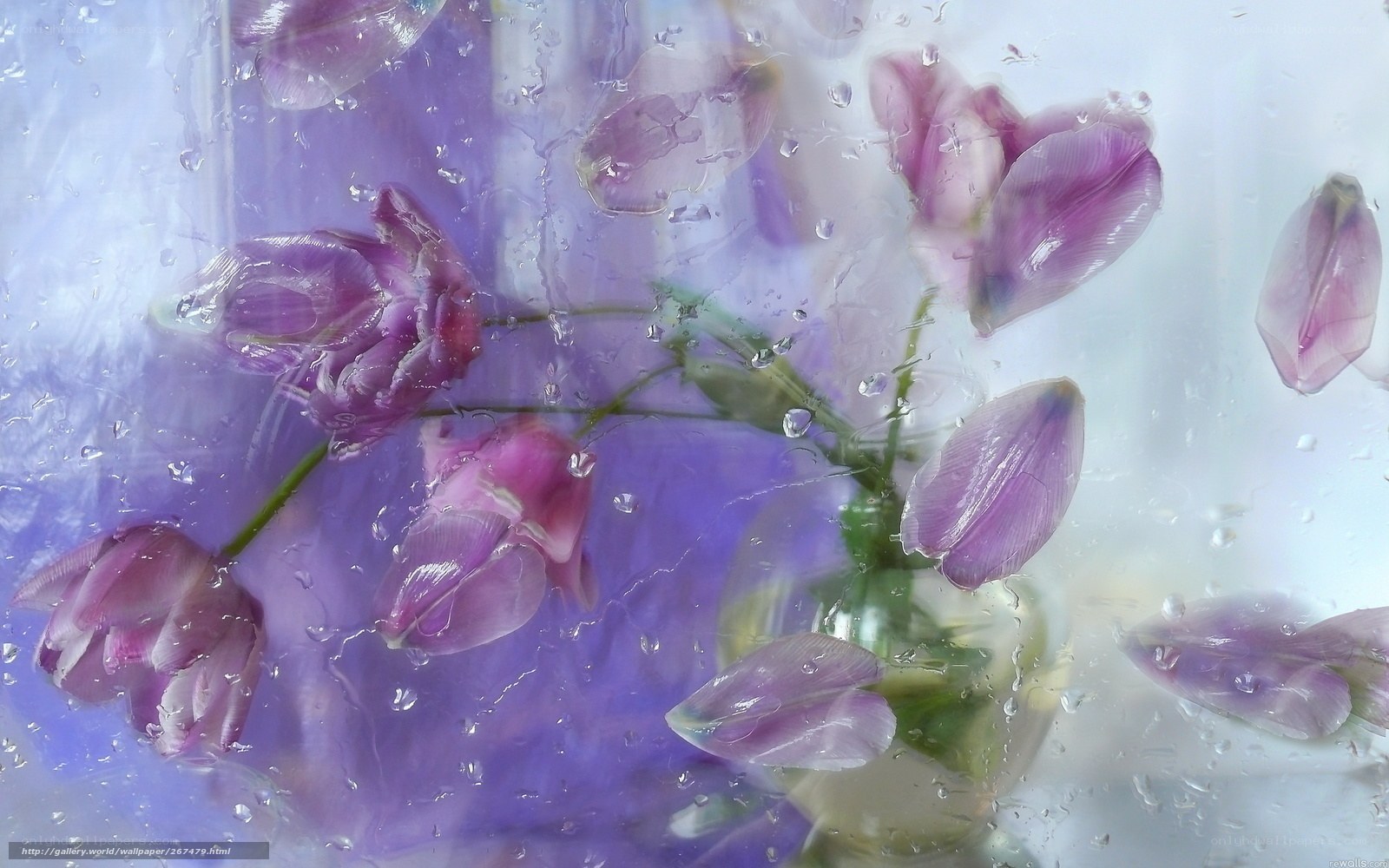 Purple flowers in water