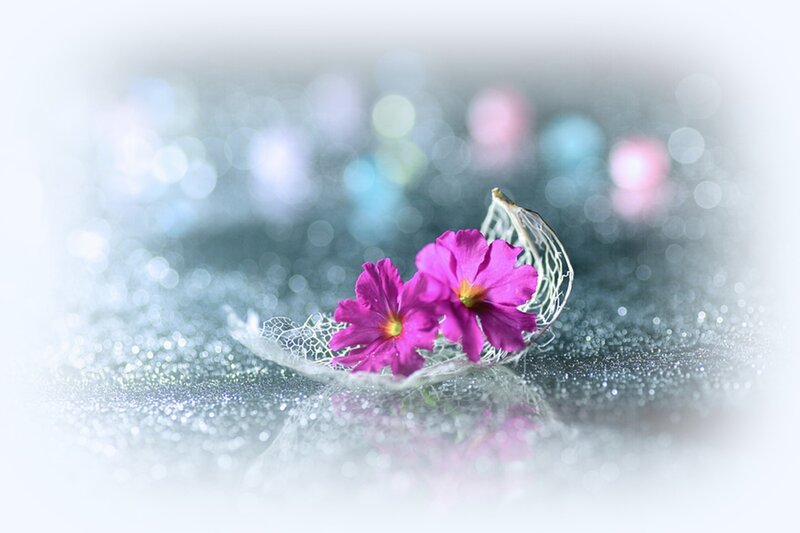 Purple Flowers in Web