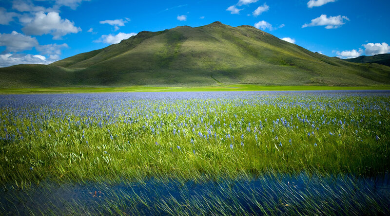 Purple Flowers in Wetland — Blue