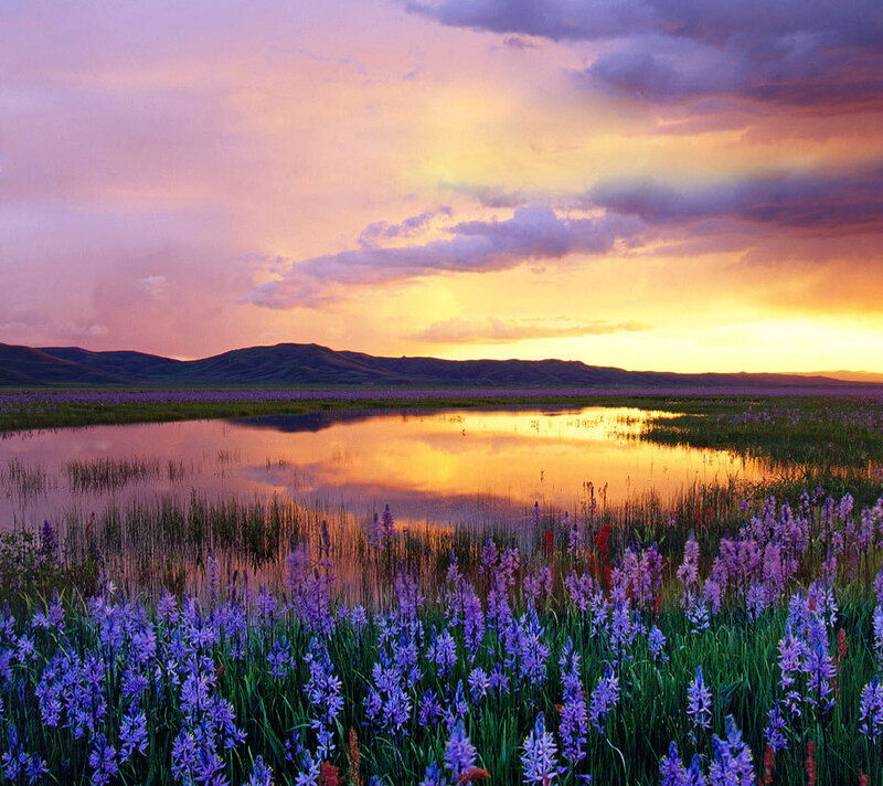 Purple Flowers in Wetland — Serene, Sunset