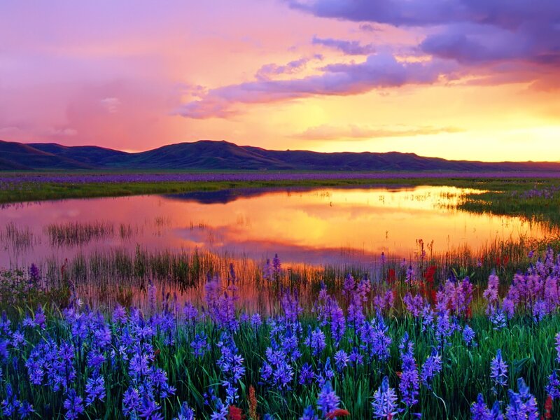 Purple Flowers in Wetland — Serene