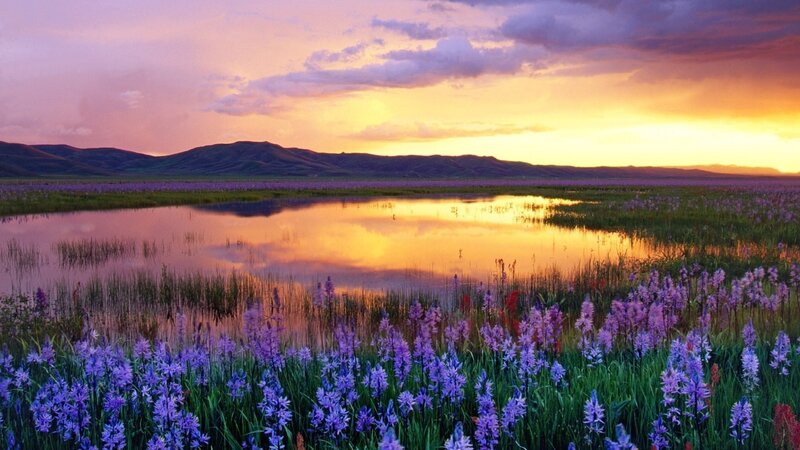 Purple Flowers in Wetland