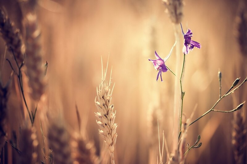Purple Flowers in Wheat Field