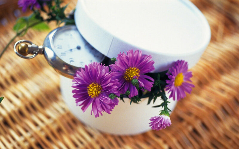 Purple Flowers in White Pot — Calm