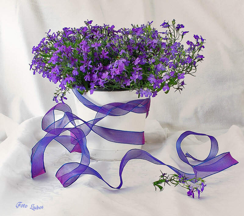 Purple Flowers in White Pot