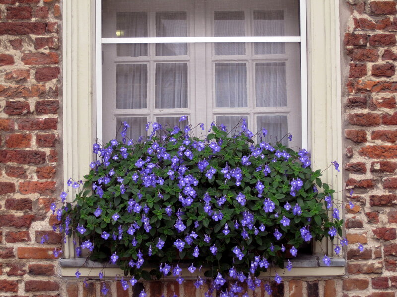 Purple Flowers in Window Box