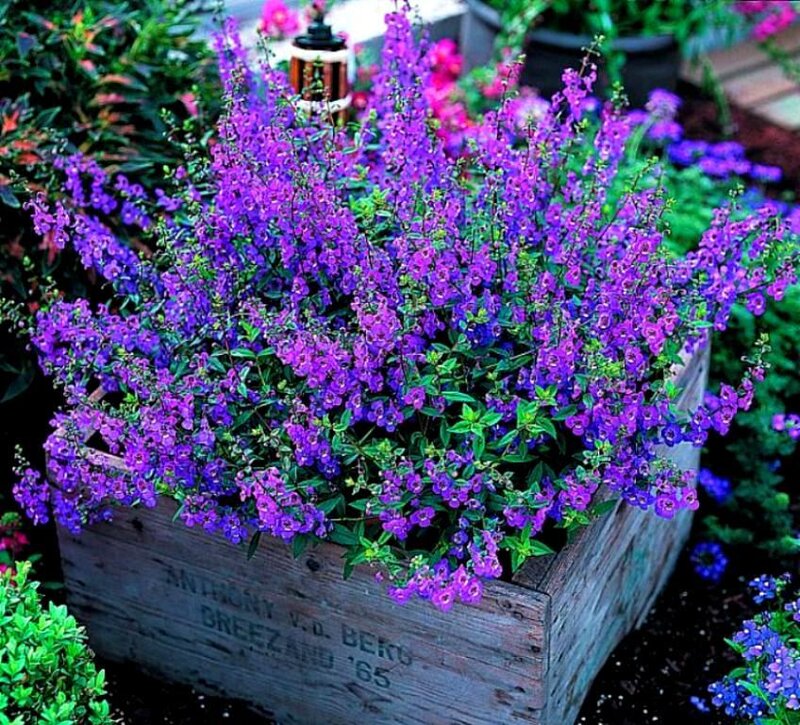 Purple Flowers in Wooden Box