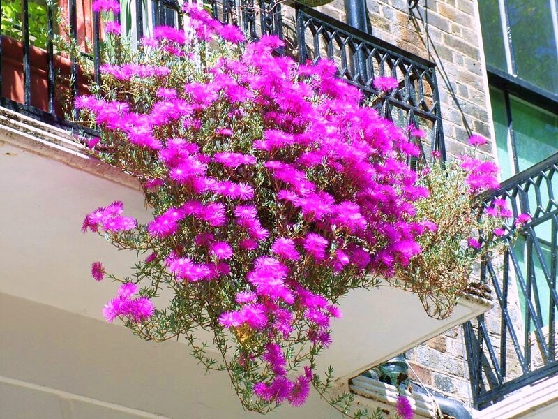 Purple flowers on a balcony