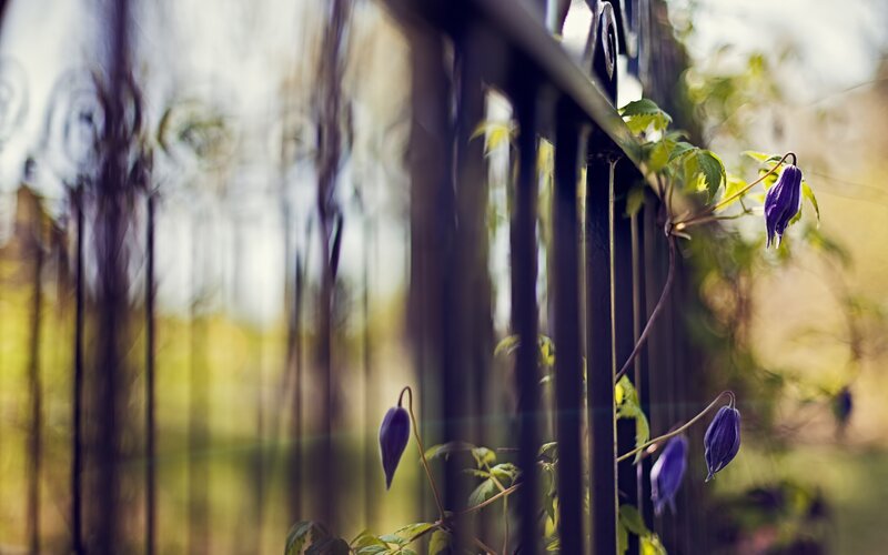 Purple flowers on a black fence