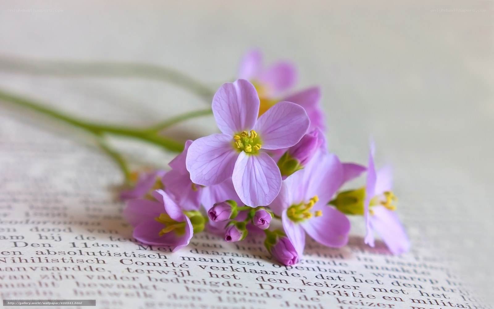 Purple flowers on a book