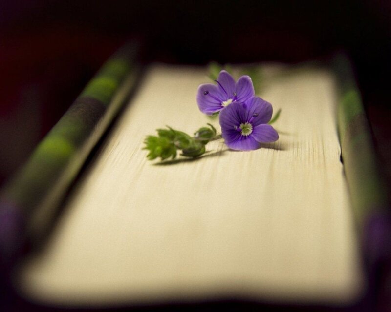 Purple flowers on a book