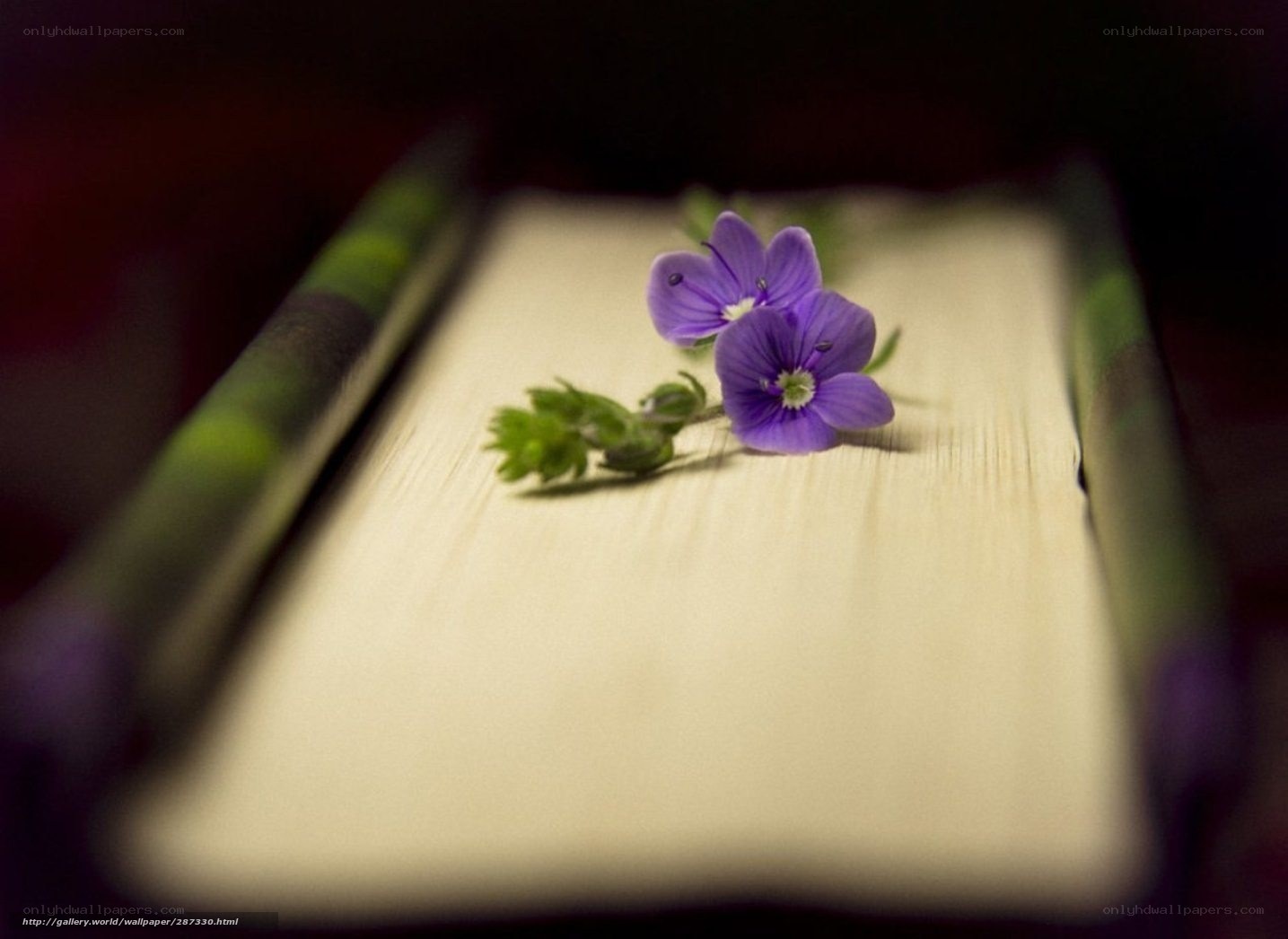Purple flowers on a book