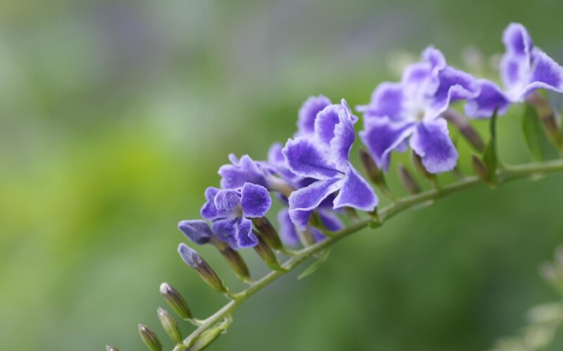purple flowers on a branch