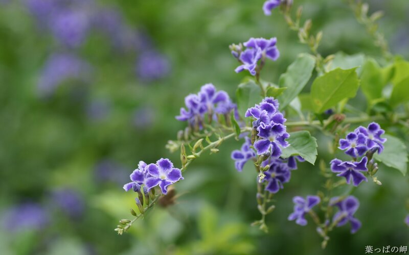 purple flowers on a branch