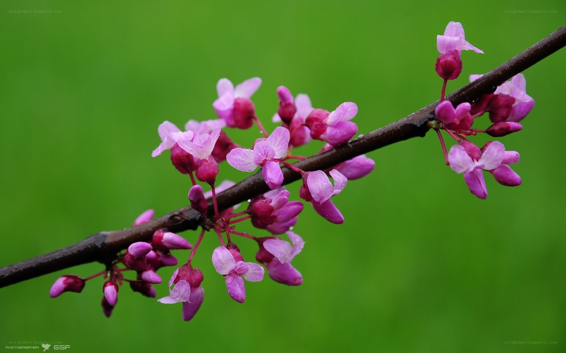 Purple flowers on a branch
