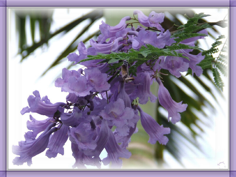 Purple flowers on a branch