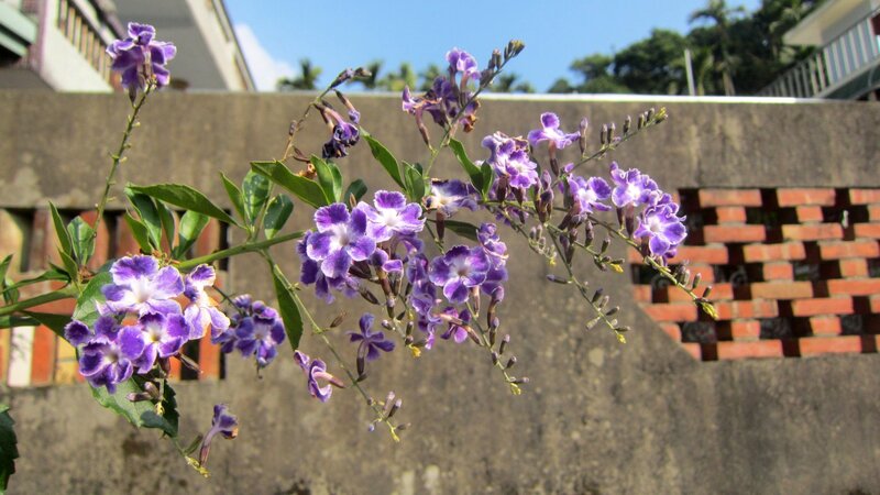 Purple Flowers on a Branch — Calm, Afternoon