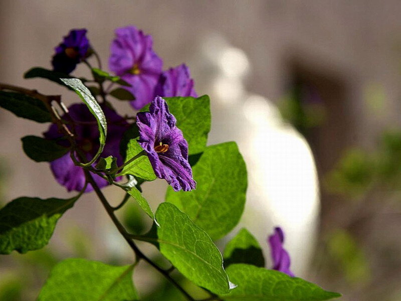 Purple Flowers on a Branch — Calm