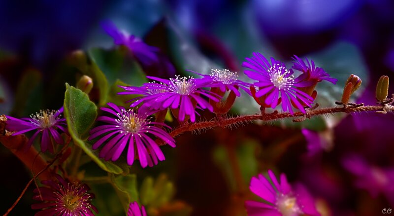 Purple Flowers on a Branch — Dramatic, Photograph
