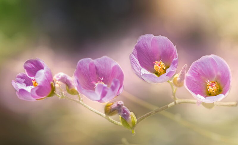 Purple Flowers on a Branch — Serene, Spring