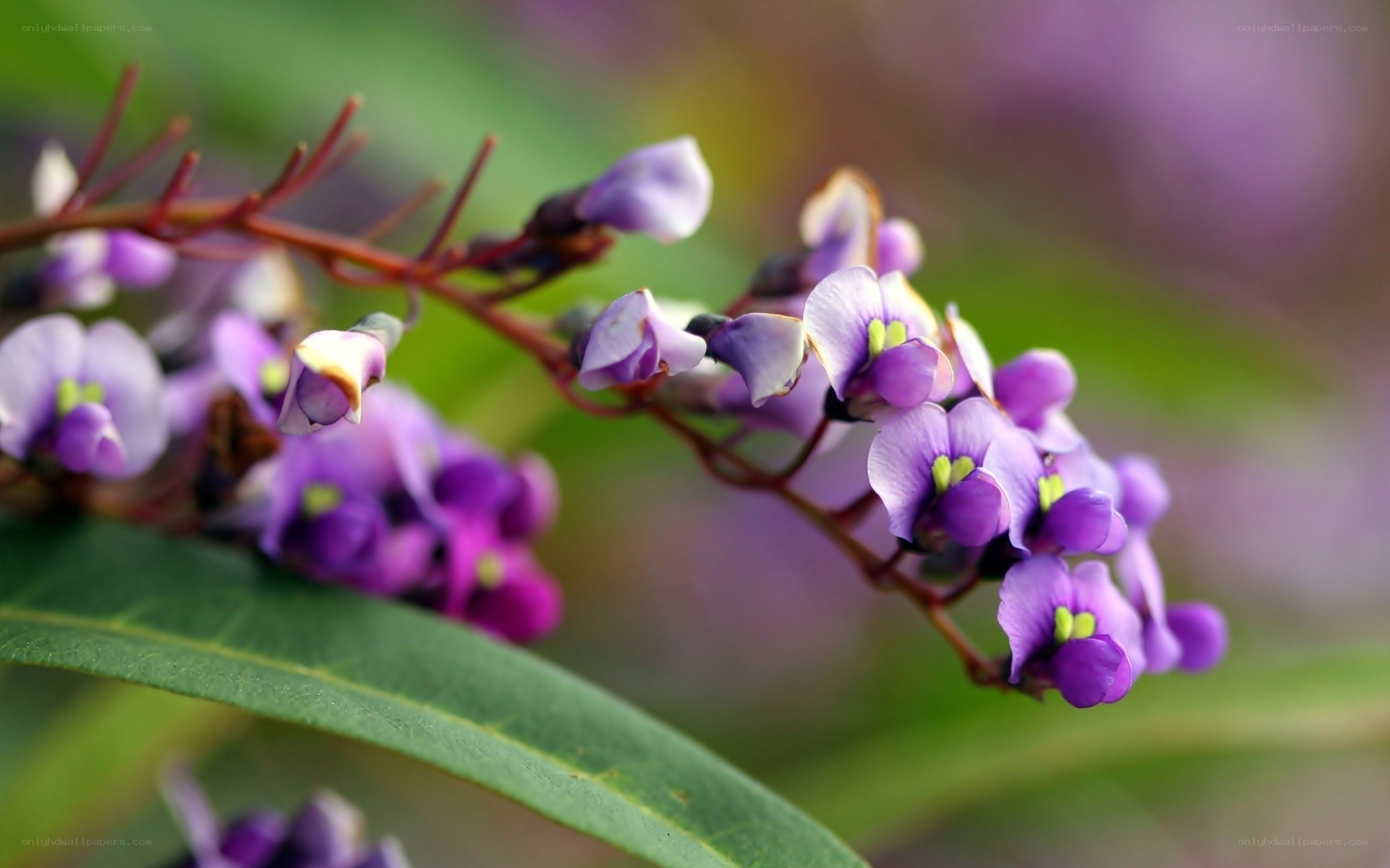 purple flowers on a branch