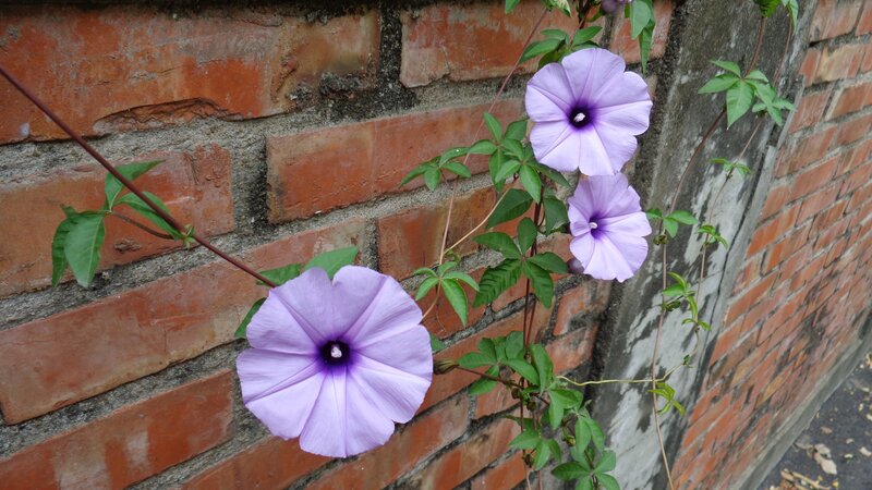 purple flowers on a brick wall